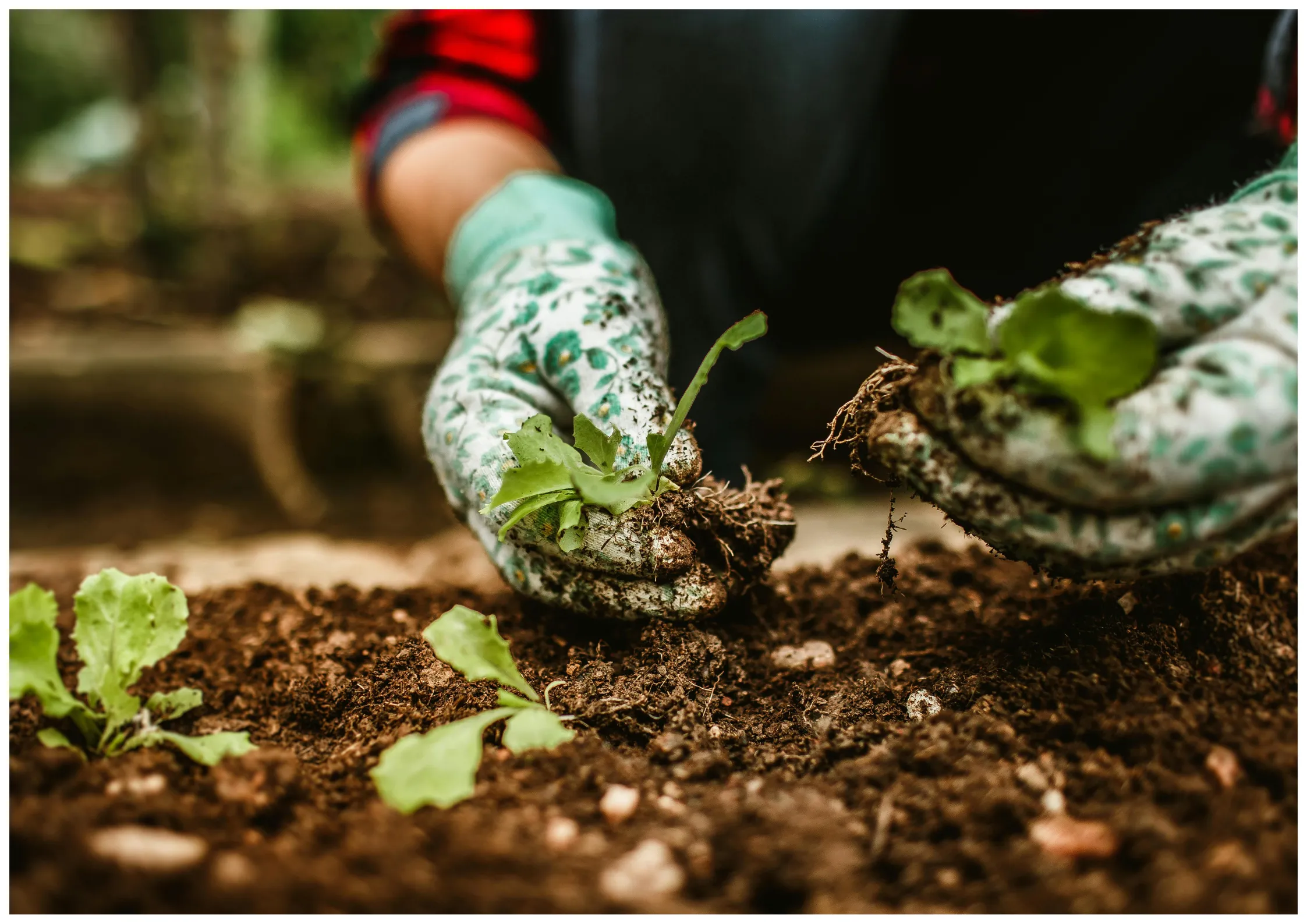zapisyna zasainezebraneMOP